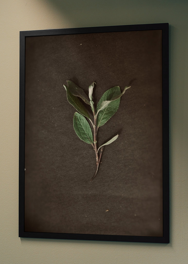 Herbarium - Plant on backgroun