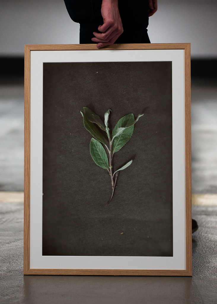 Herbarium - Plant on backgroun