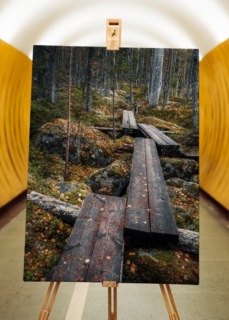 Cesta začarovaným lesem