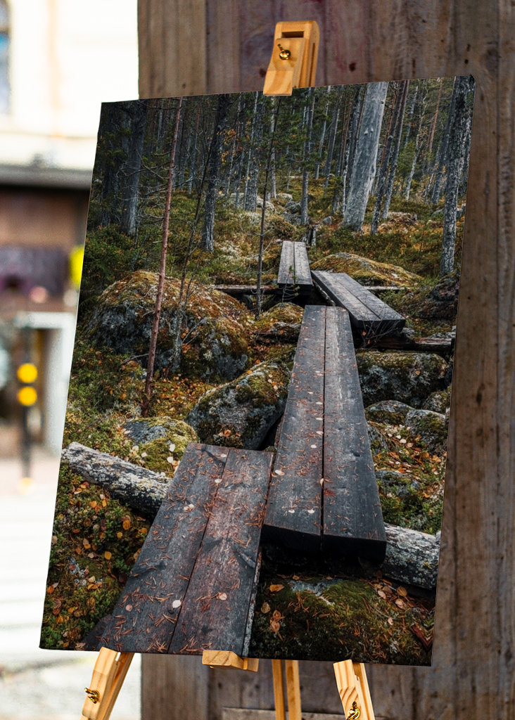 Cesta začarovaným lesem