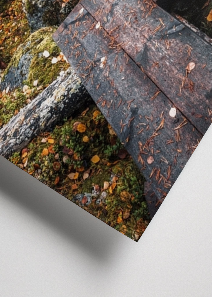 Cesta začarovaným lesem