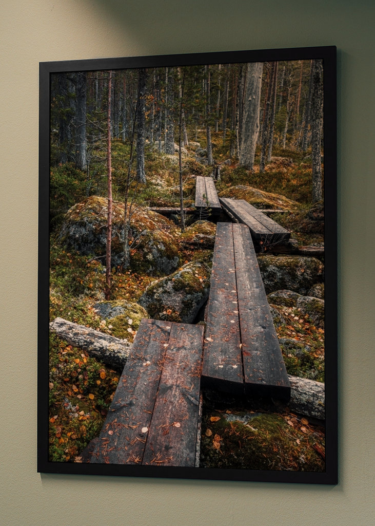 Cesta začarovaným lesem