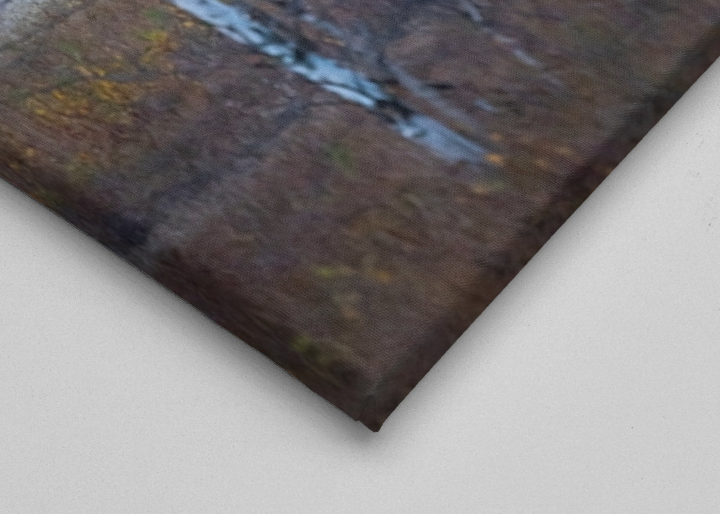 Älgarna dricker vatten.