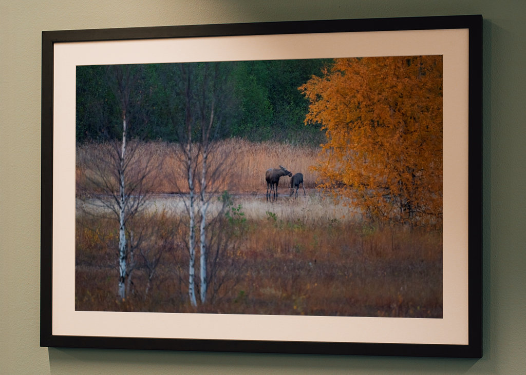 Älgarna dricker vatten.