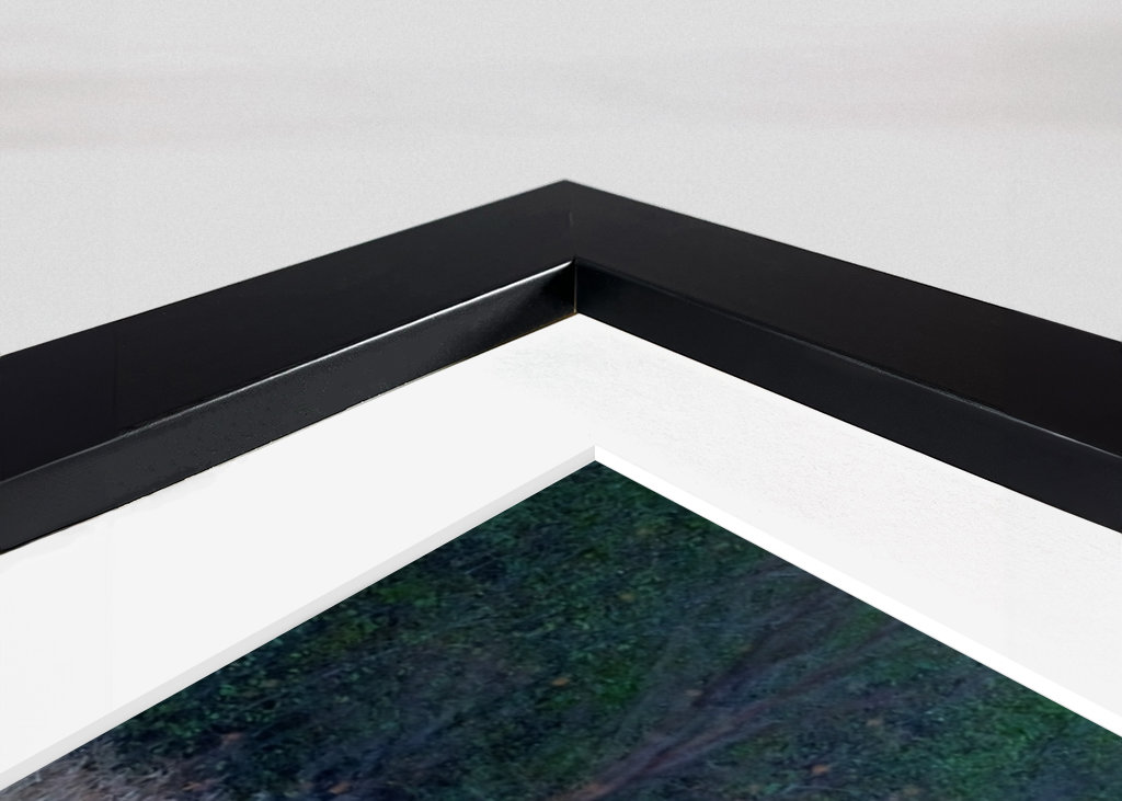 Älgarna dricker vatten.