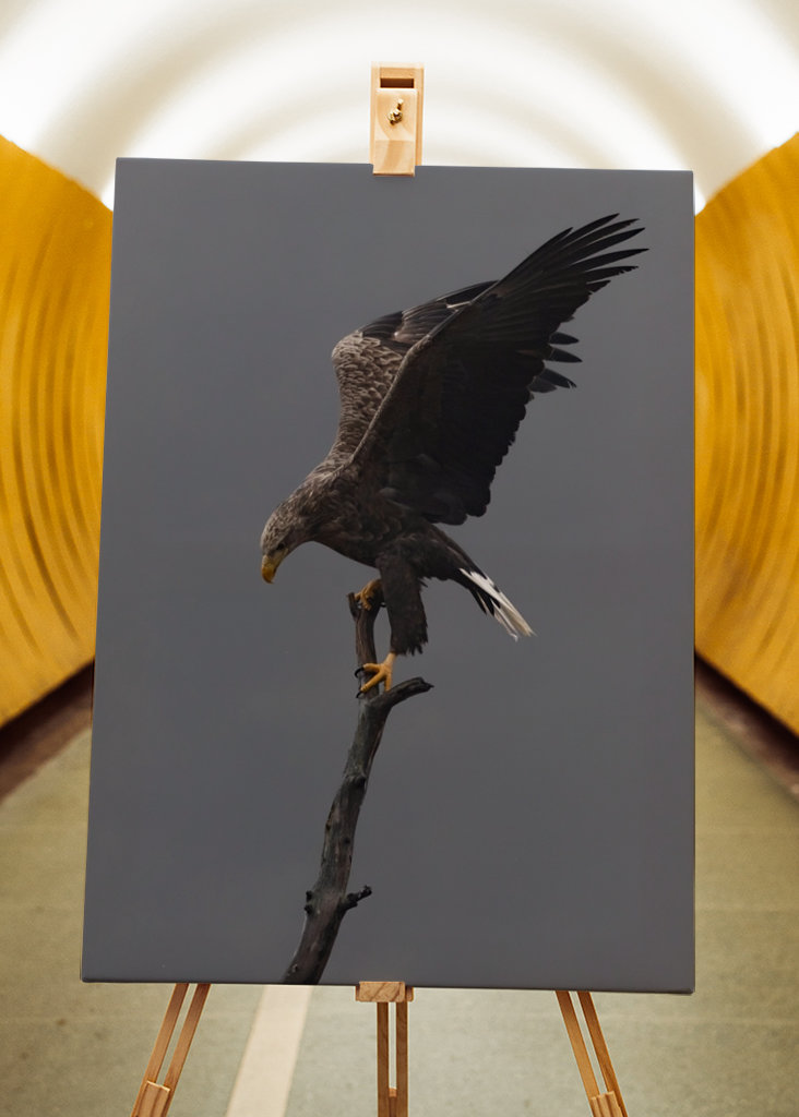 Águia-de-cauda-branca no ramo