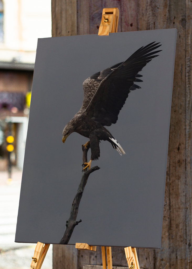 Águia-de-cauda-branca no ramo