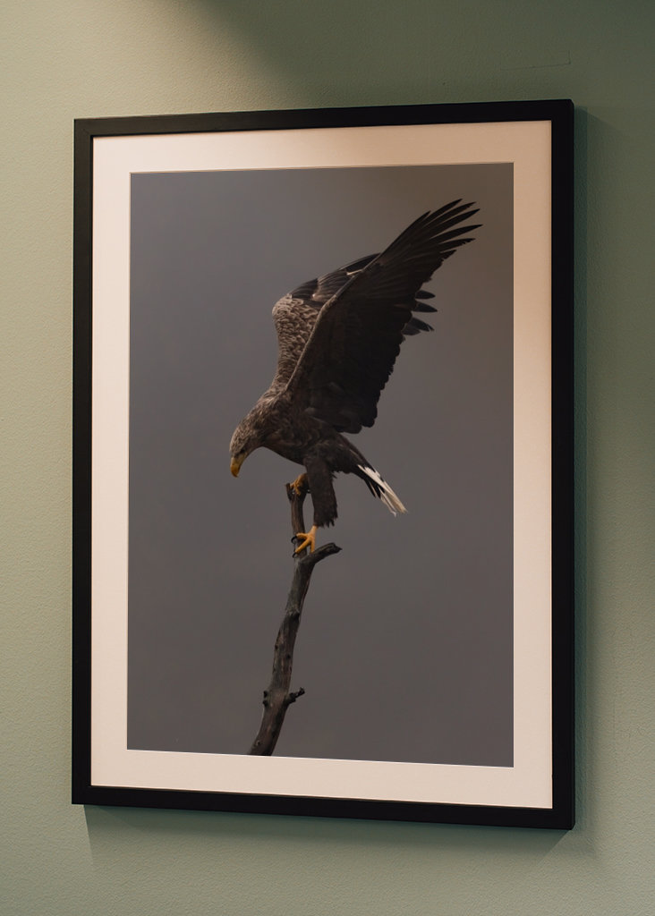 Águia-de-cauda-branca no ramo