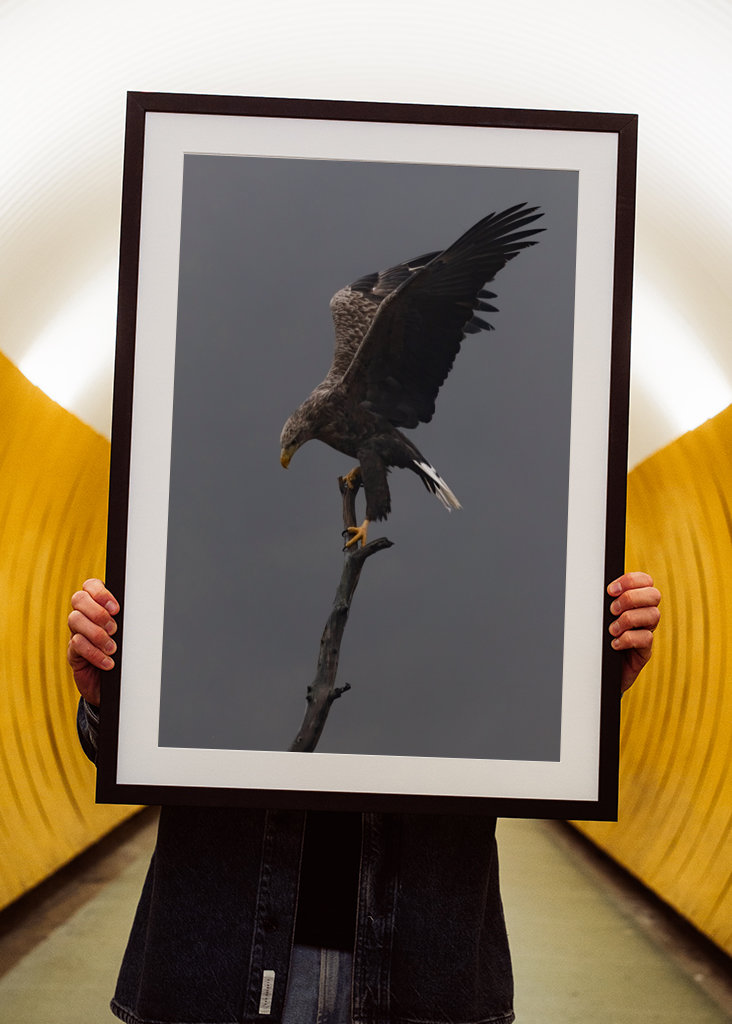 Águia-de-cauda-branca no ramo