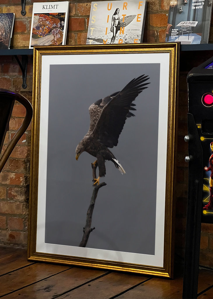 Águia-de-cauda-branca no ramo