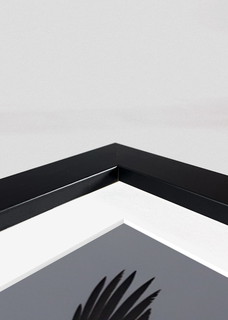 Águia-de-cauda-branca no ramo