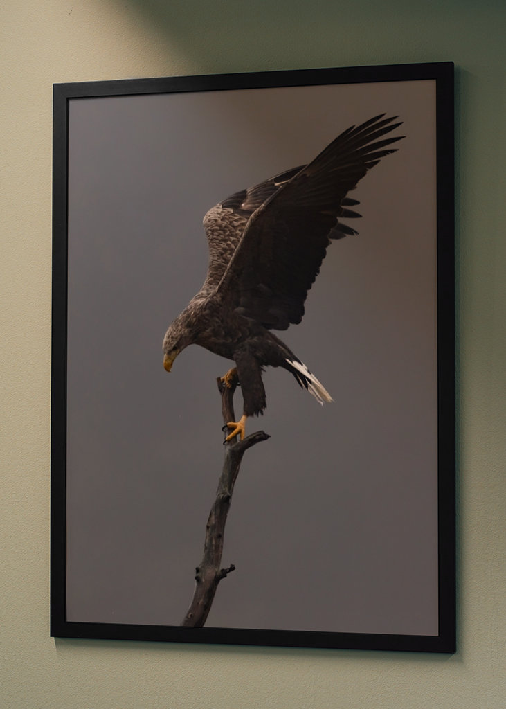 Águia-de-cauda-branca no ramo