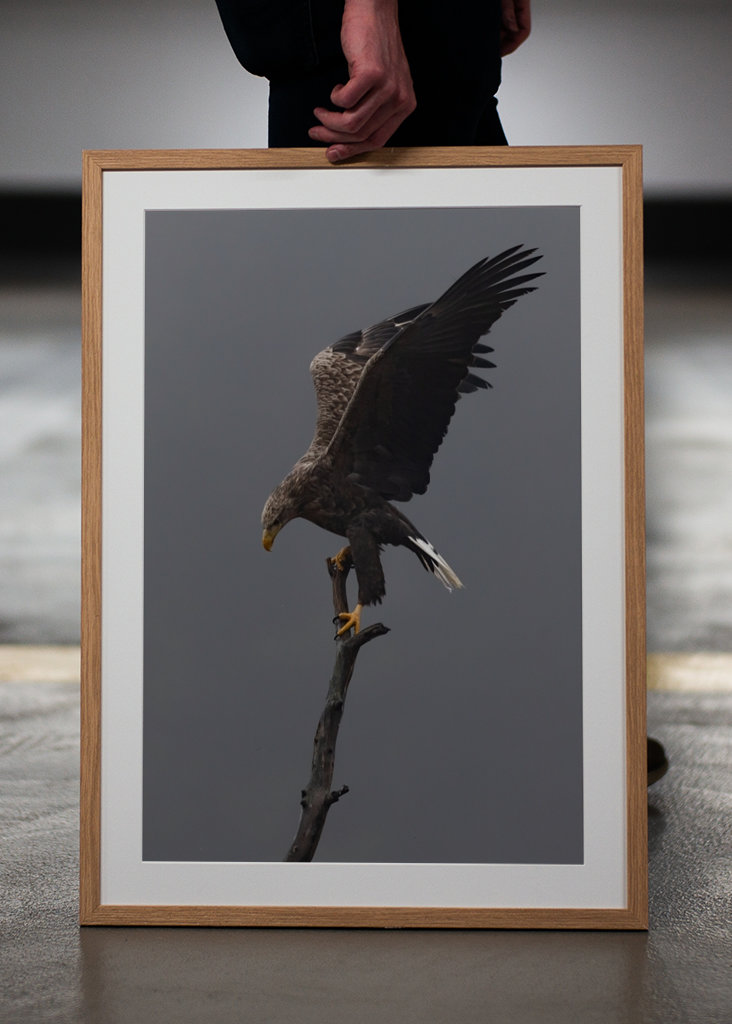 Águia-de-cauda-branca no ramo