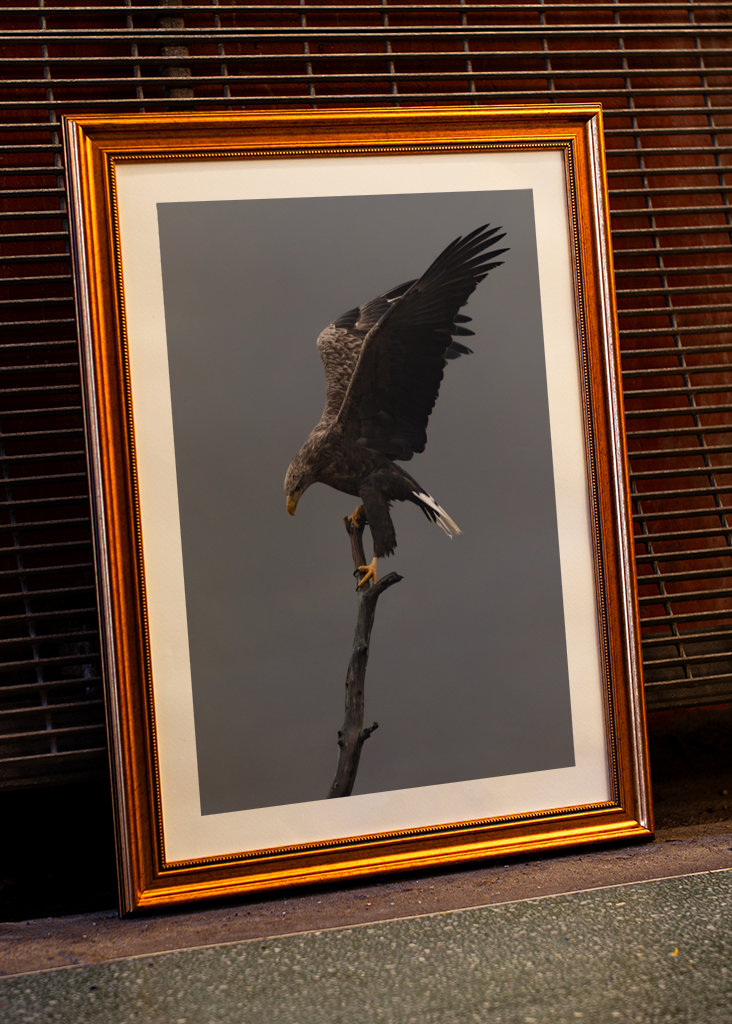 Águia-de-cauda-branca no ramo