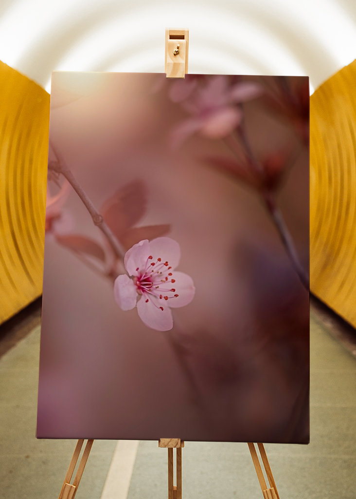 Kirsebærblomst i solnedgangen