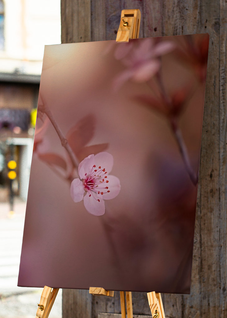 Kirsebærblomst i solnedgangen