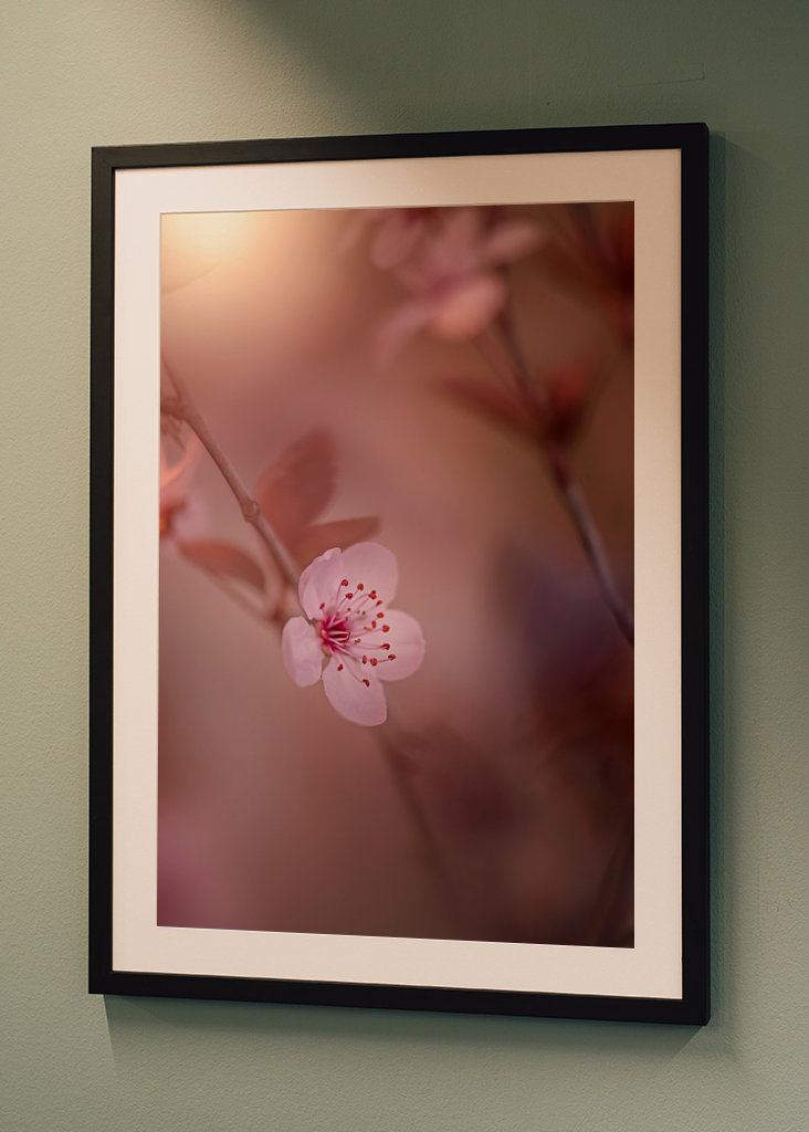 Kirsebærblomst i solnedgangen