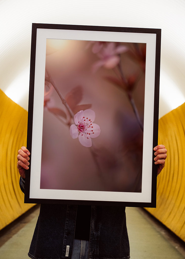 Kirsebærblomst i solnedgangen