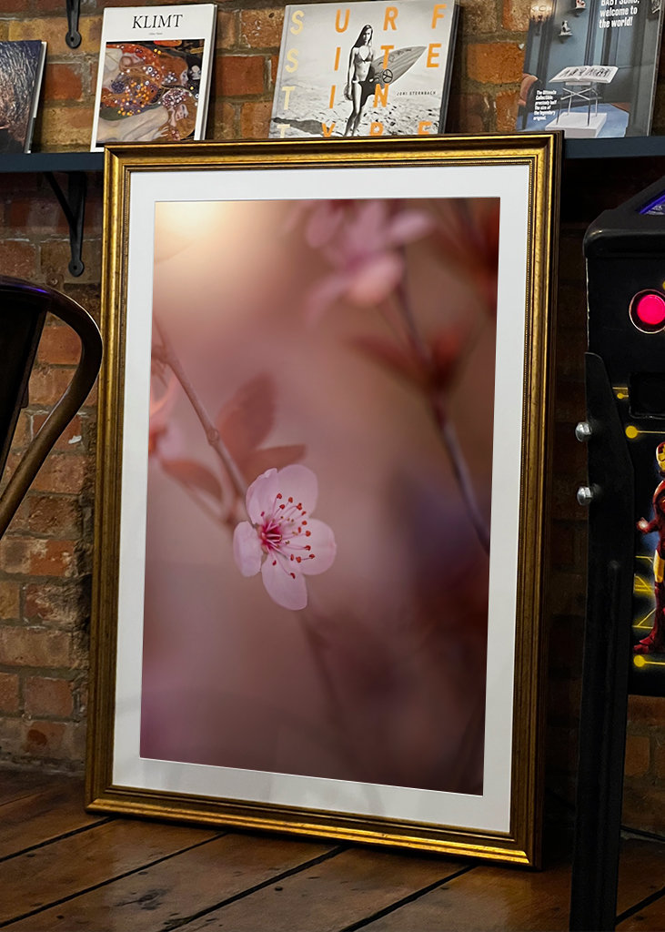 Kirsebærblomst i solnedgangen