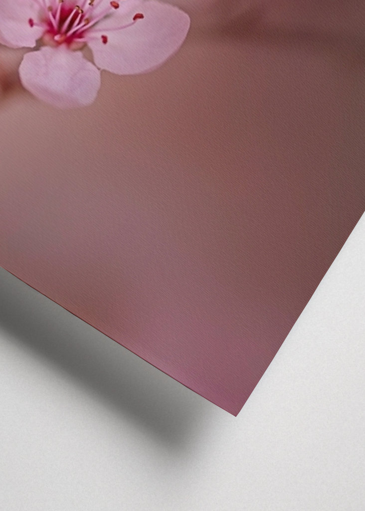 Kirsebærblomst i solnedgangen