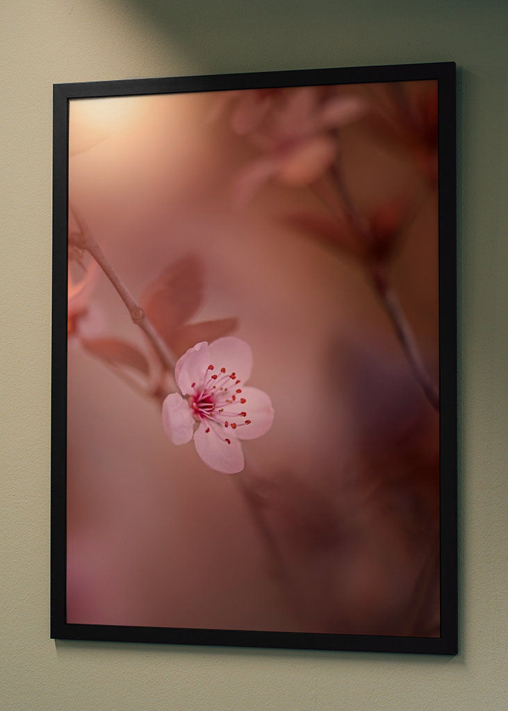 Kirsebærblomst i solnedgangen