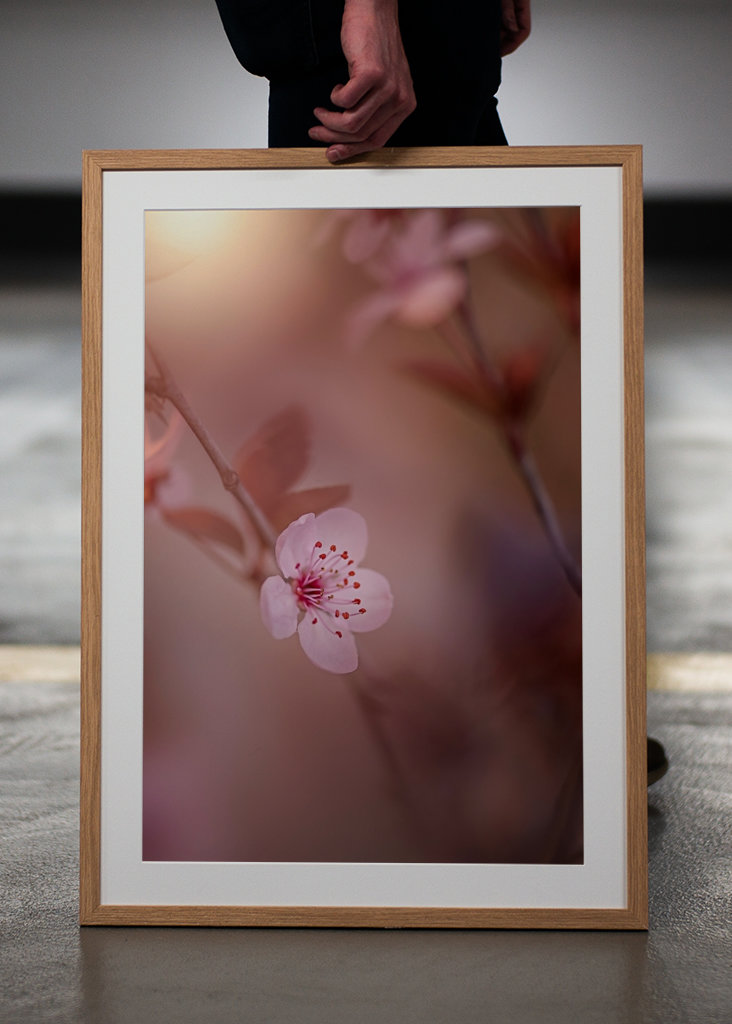 Kirsebærblomst i solnedgangen