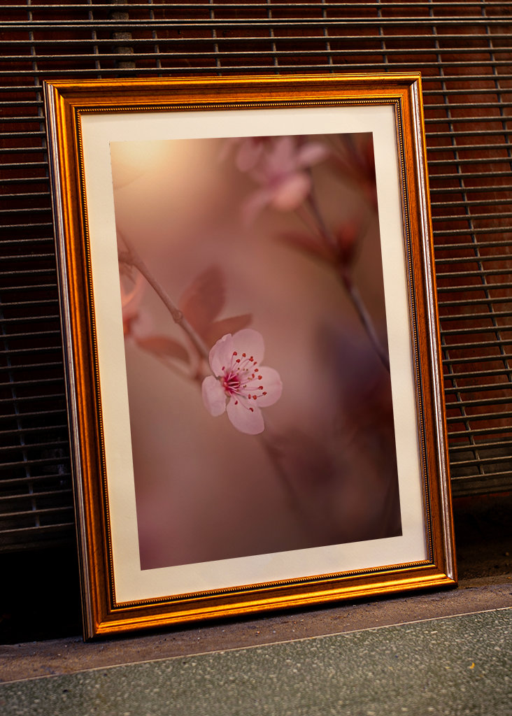 Kirsebærblomst i solnedgangen