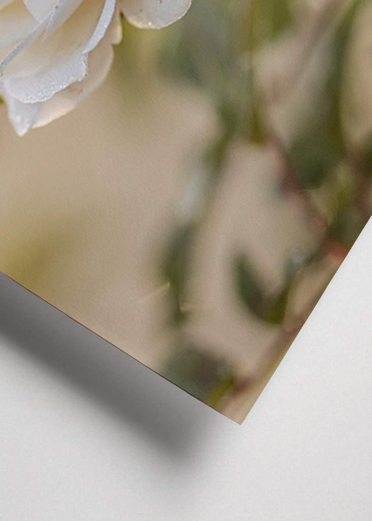 Ethereal White Rose