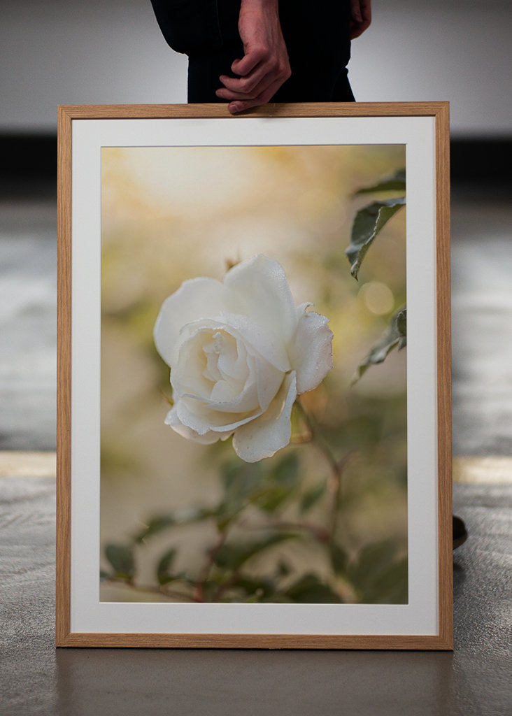 Ethereal White Rose