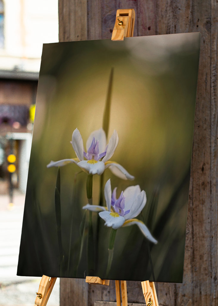 Sonnenbeschienene Afrikanische Schwertlilie 
