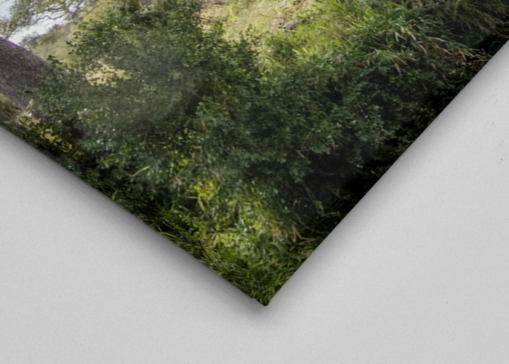 Éléphant solitaire 