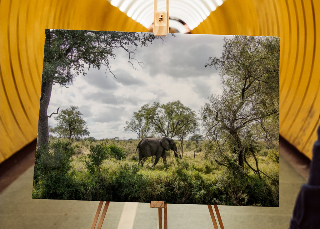 Éléphant solitaire 