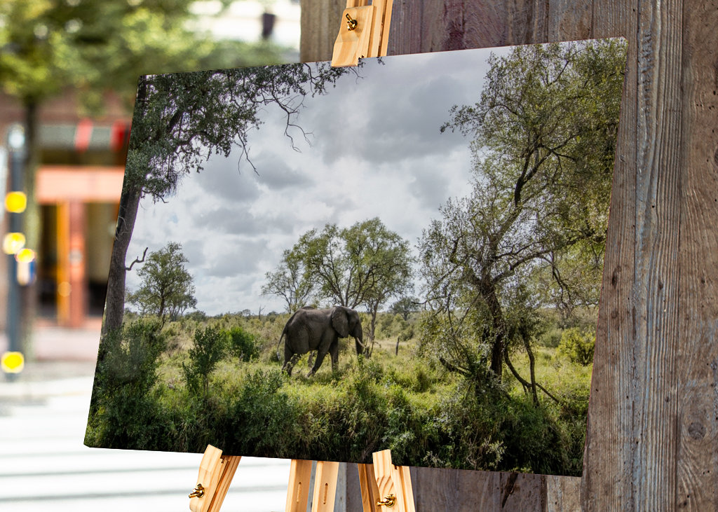 Éléphant solitaire 
