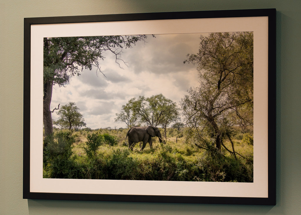 Éléphant solitaire 