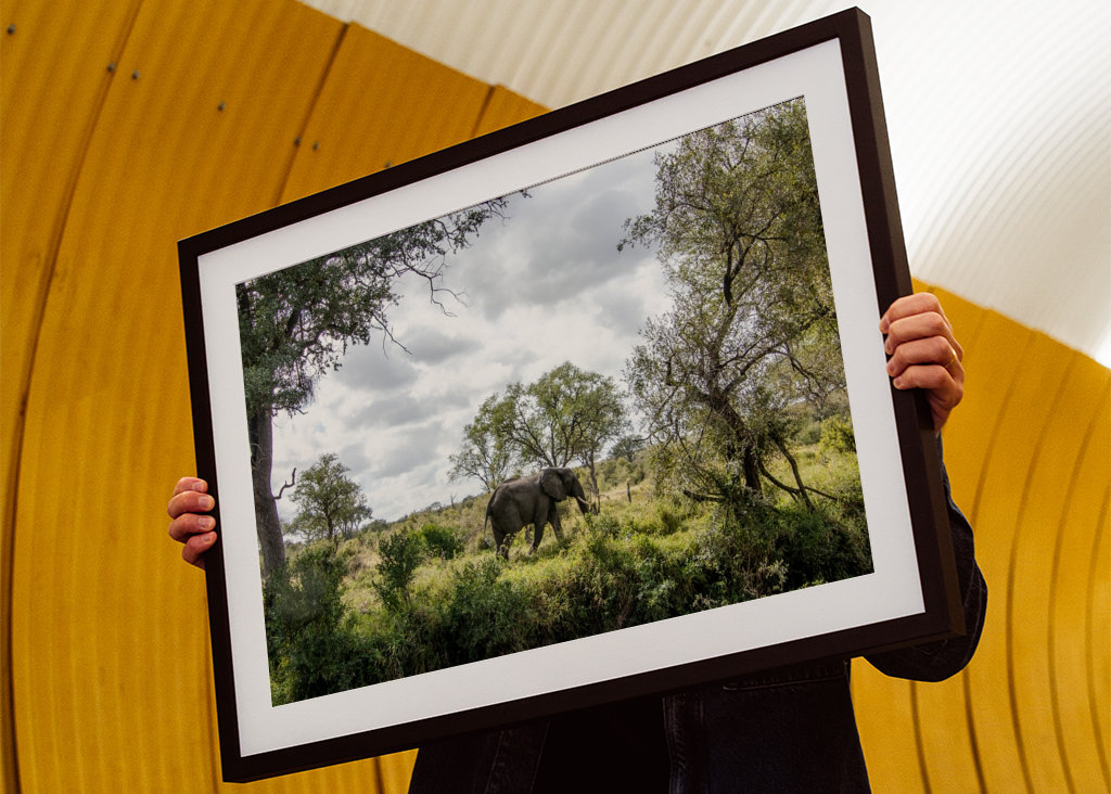 Éléphant solitaire 