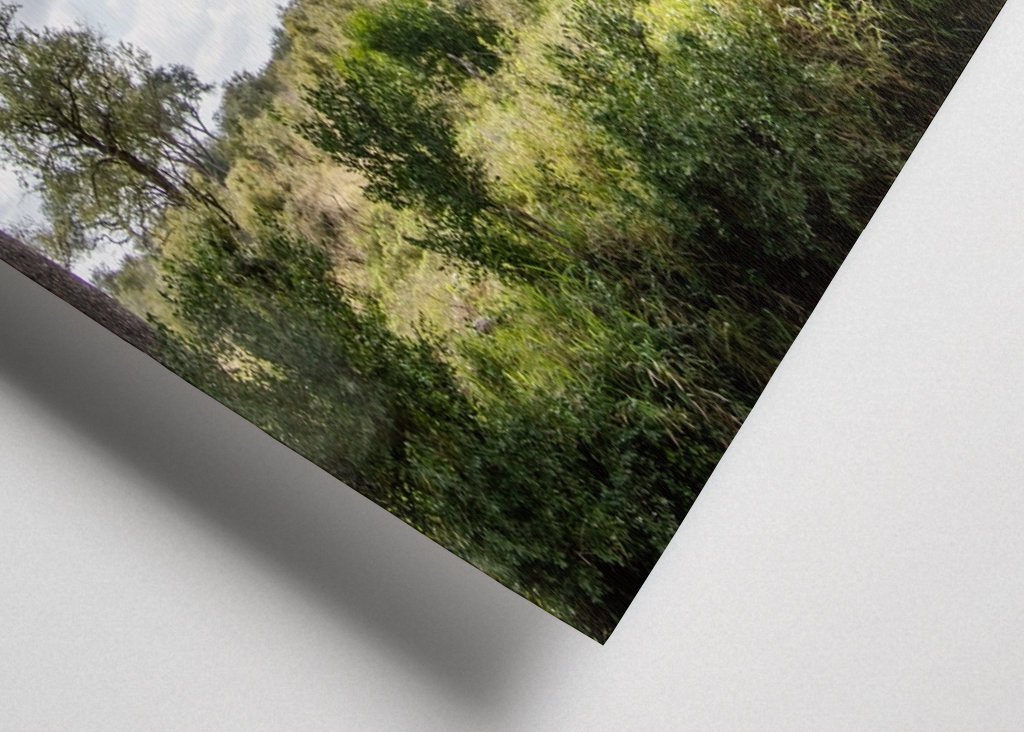 Éléphant solitaire 