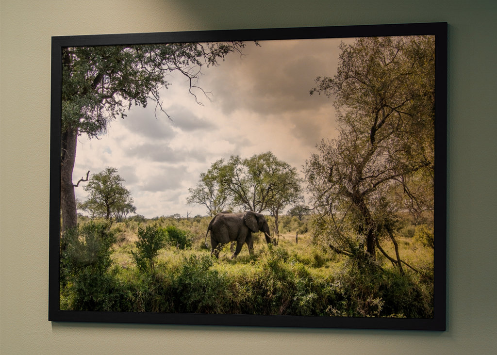 Éléphant solitaire 