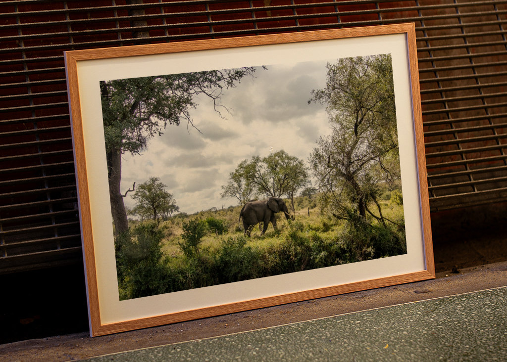 Éléphant solitaire 