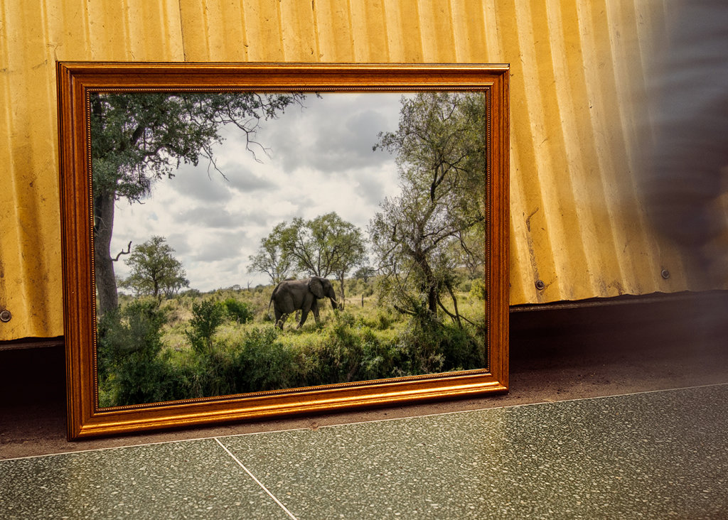 Éléphant solitaire 