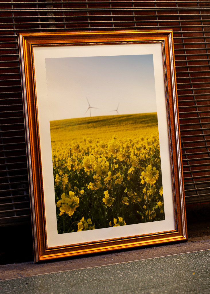 Campo de colza #1