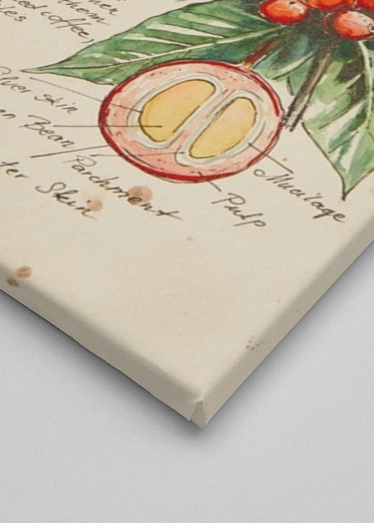 Del Cuaderno de Botánica - Café II