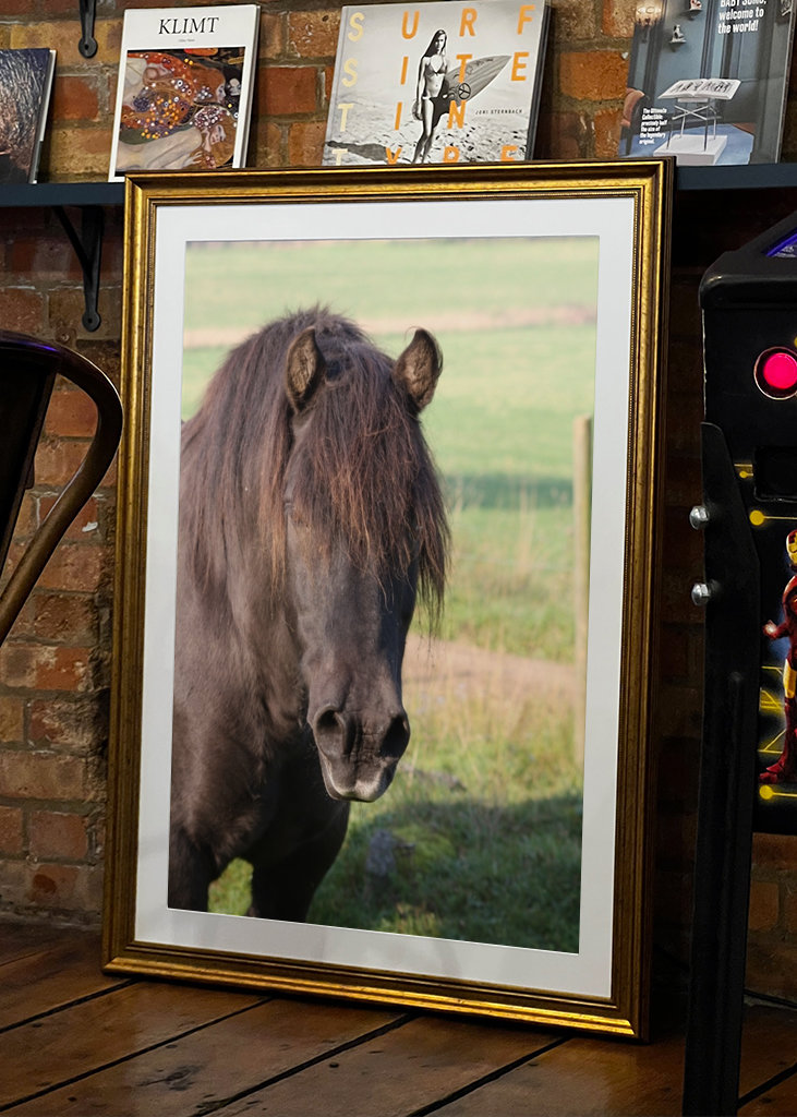 Black North Swedish Horse