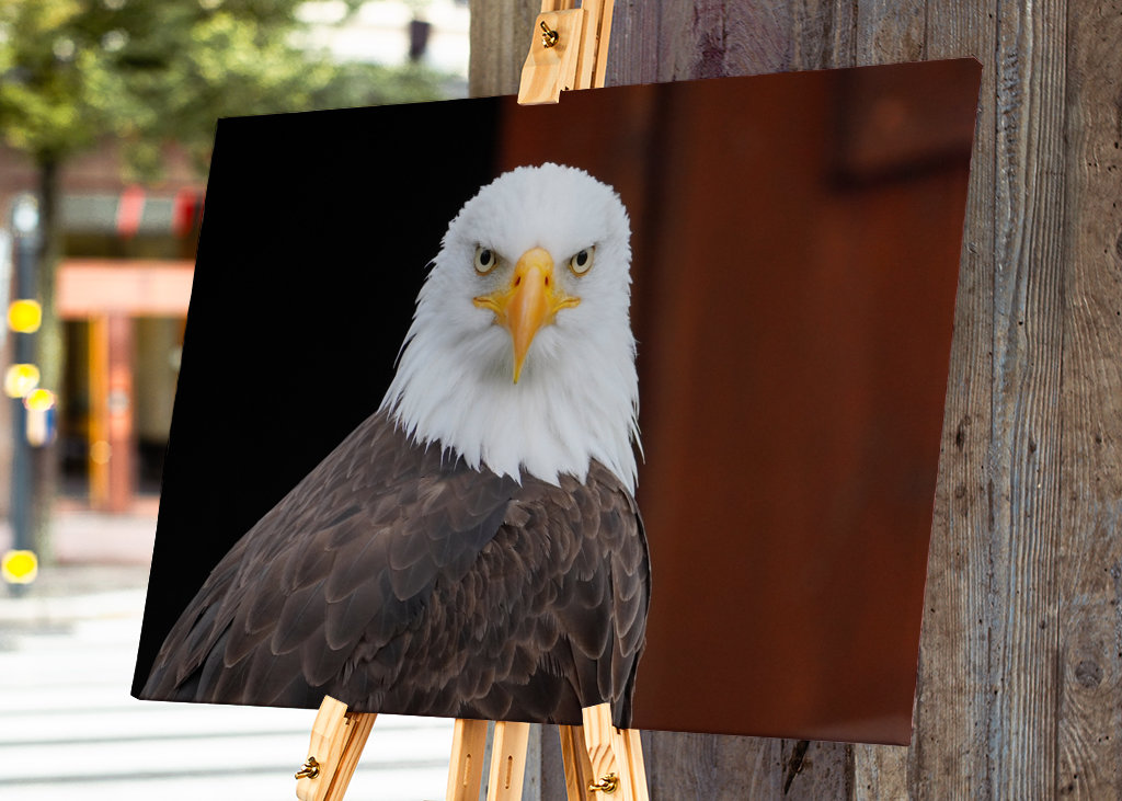 Ojo de águila - Águila calva 
