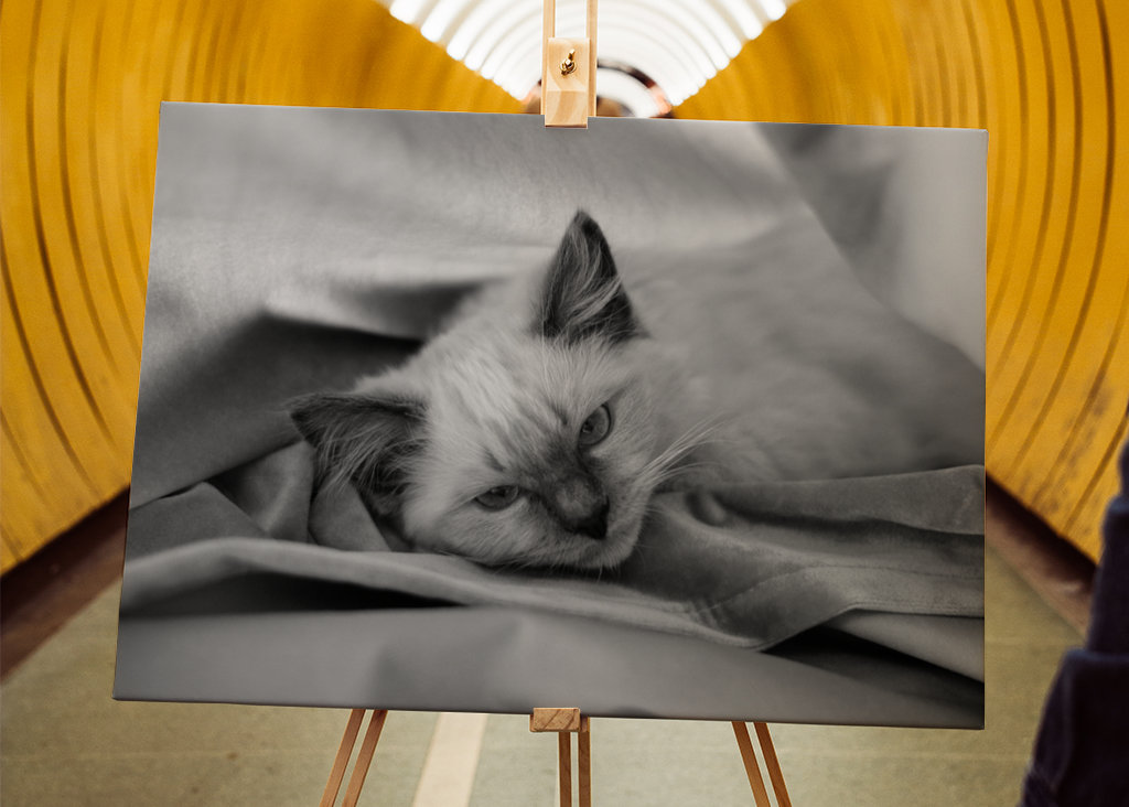 Chat (Ragdoll) noir et blanc