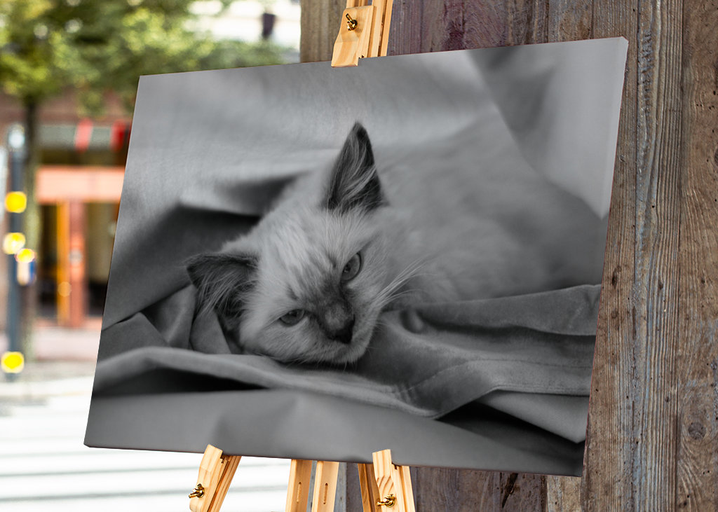 Chat (Ragdoll) noir et blanc