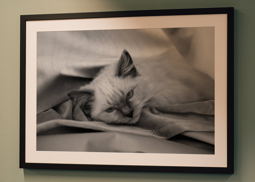 Chat (Ragdoll) noir et blanc