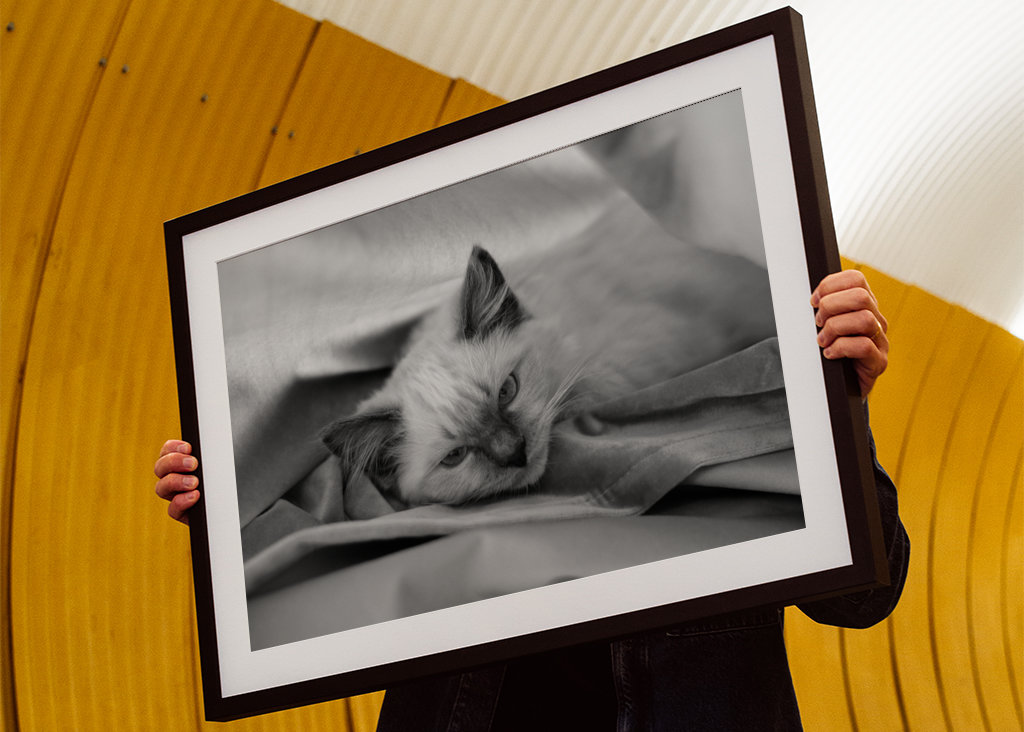 Chat (Ragdoll) noir et blanc