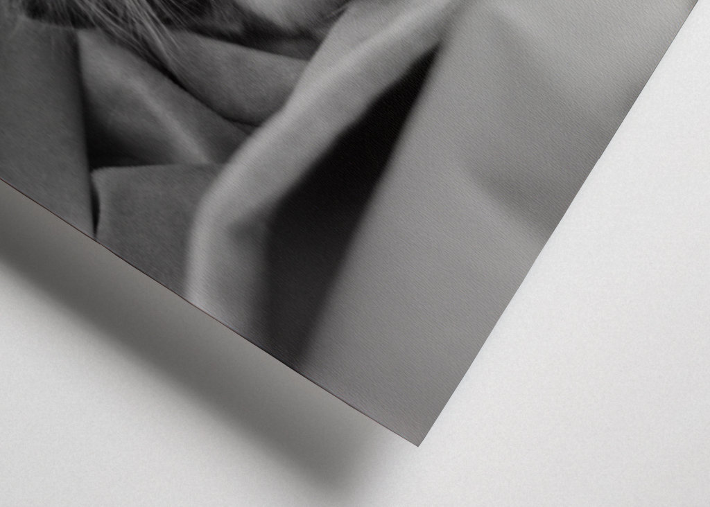 Chat (Ragdoll) noir et blanc