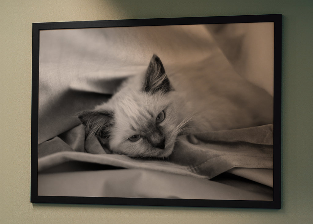 Chat (Ragdoll) noir et blanc