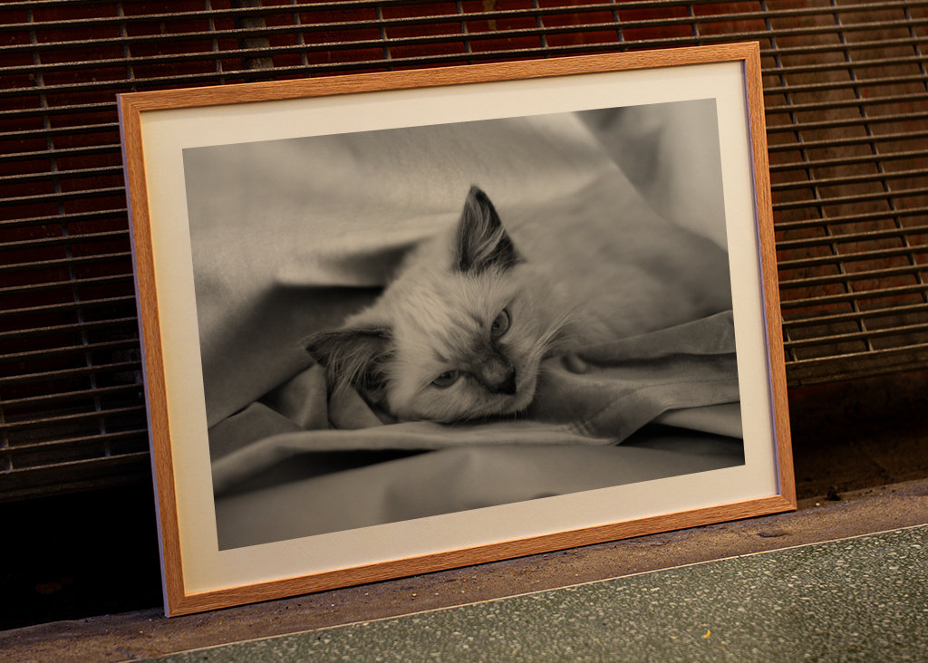 Chat (Ragdoll) noir et blanc